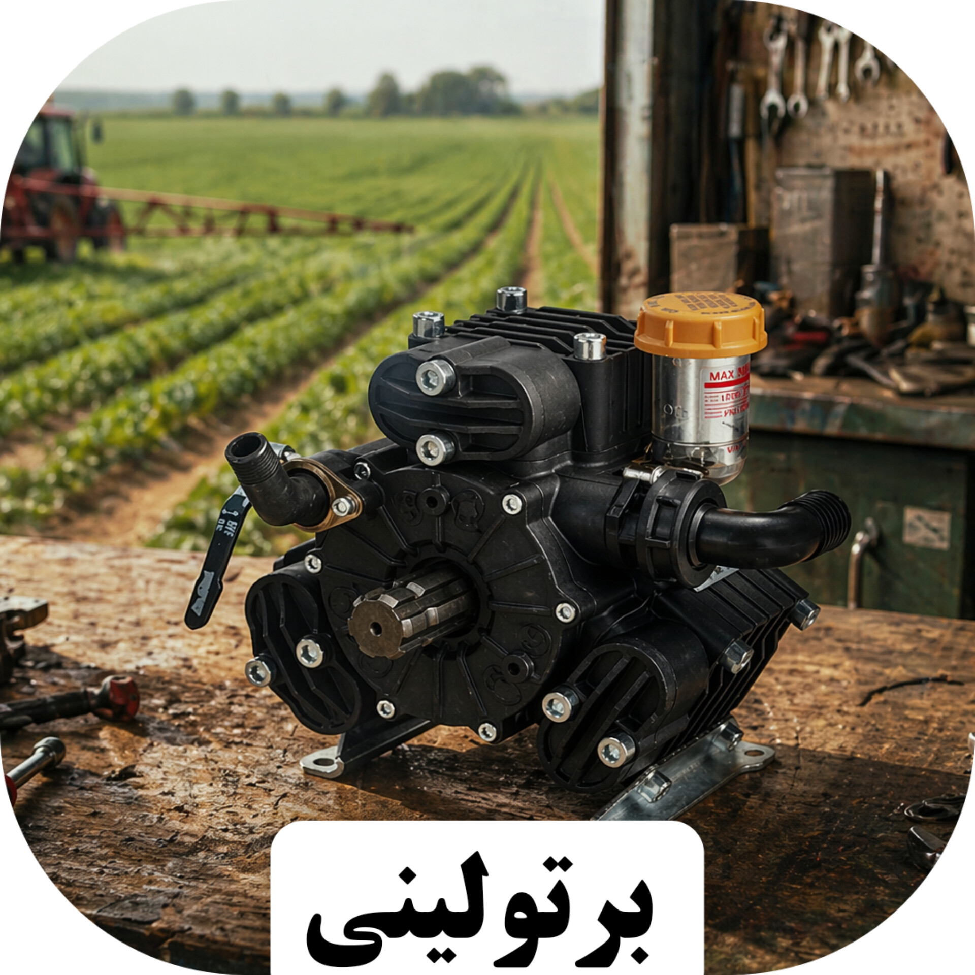 برتولینی